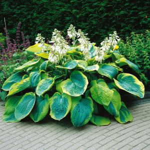 Hosta sieboldiana 'Frances Williams'