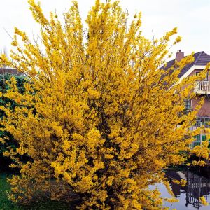 Forsythia x intermedia 'Spectabilis' P9