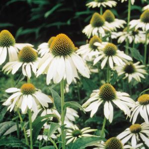 Echinacea purpurea alba White Swan  9 cm