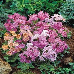 Lewisia cotyledon 13 cm pot
