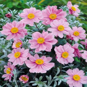 Anemone hybrida Serenade pink 9 cm