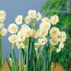 Narcissus Bridal Crown 12/14 cm