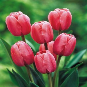 Tulip Darwin Hybrid Pink Impression x 10