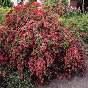 Weigela Bristol Ruby P9