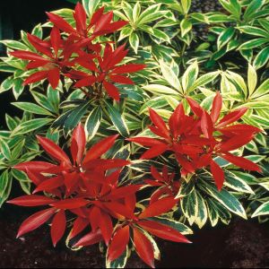 Pieris Flaming Silver