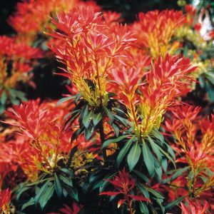 Pieris 'Forest Flame' P9