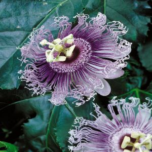 Passiflora edulis Frederick