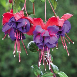 Fuchsia Maori Maid