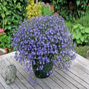 Lobelia Richardii