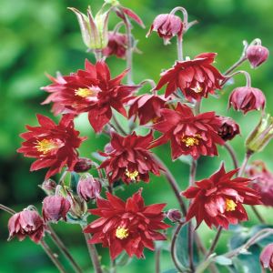 Aquilegia vulgaris 'Ruby Port' Los