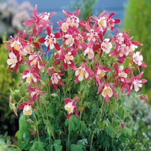 Aquilegia caerulea hybrid 'Crimson Star' Los