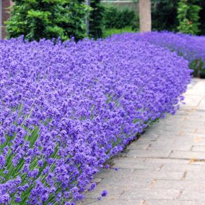 Lavender Munstead 7cm pot
