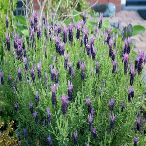 Lavender stoechas 12 cm Pot