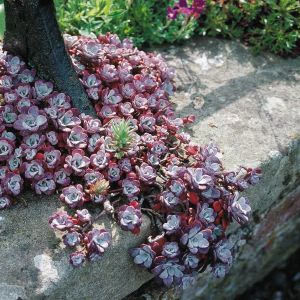 Sedum spathulifolium 'Cape Blanco' P9
