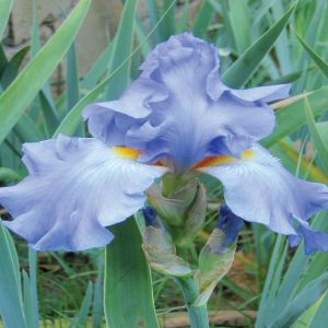 Iris germanica Metal Blue