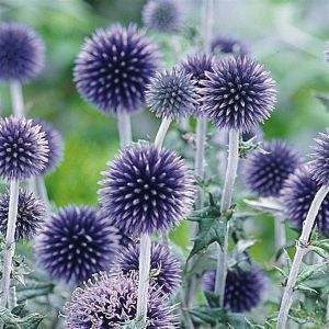 Echinops ritro 'Veitch's Blue'