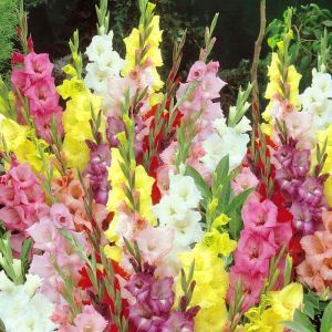 Gladioli large flowering mix