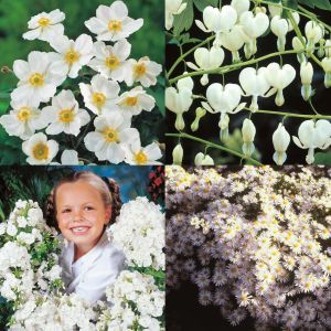 The Pure White Flowering Garden