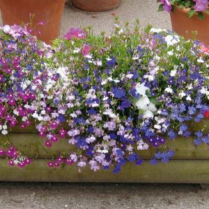 Lobelia Mix