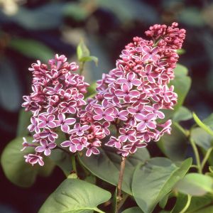 Syringa vulgaris Pink P9