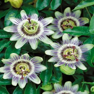Passiflora Lavender Lady 9 cm