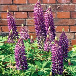 Lupinus 'Russel Hybrids' blue P17