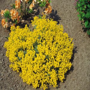 Alyssum saxatile citrinum 9 cm pot