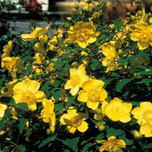 Hypericum 'Hidcote' P9