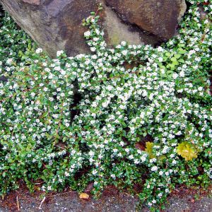 Cotoneaster x suecicus Coral Beauty  9 cm pot