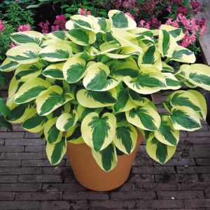Hosta 'Brim Cup'
