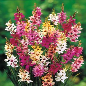 Ixia hybrid mix Twinkle Toes