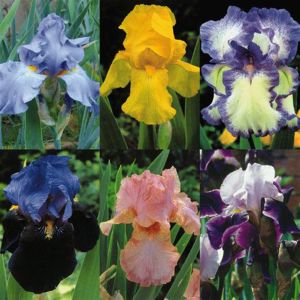 Iris germanica collection of 6 Varieties