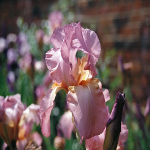 Iris germanica Lilac Rose