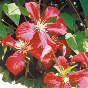 Clematis Madame Julia Correvon P11