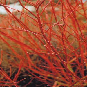 Cornus alba Sibirica Variegata P9