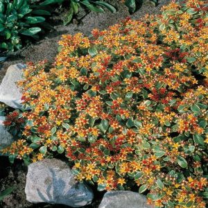 Sedum kamtschaticum  Weihe Stephan  13 cm pot