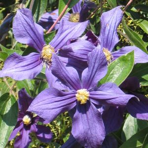 Clematis The President P 11