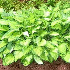 Hosta fortunei 'Albopicta' 9 cm