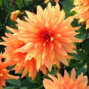 Dahlia decorative Orange tuber size I