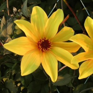 Dahlia Bishop of York (Bruin Blad )
