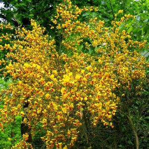 Cytisus Yellow Allgold P9