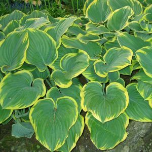 Hosta Wide Brim 9 cm