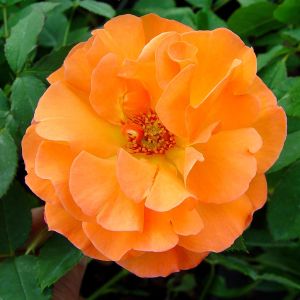 Climbing Rose Metanoia los