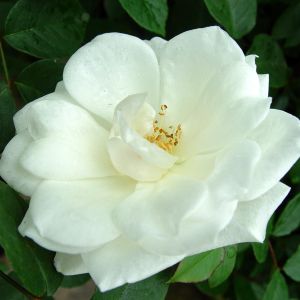 Climbing Rose Iceberg los