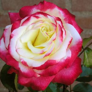 Rose Hybrid Tea Double Delight