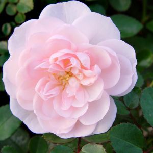 Ground Covering Rose 'Seafoam'