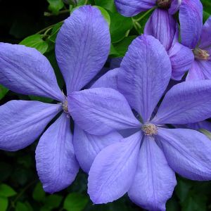 Clematis Mrs Cholmondeley P9