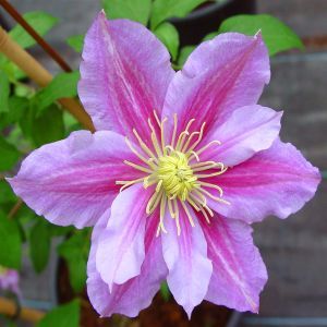 Clematis Piilu