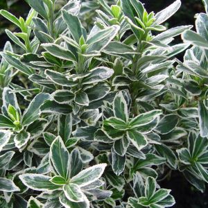 Euonymus microphyllus Albovariegatus P9