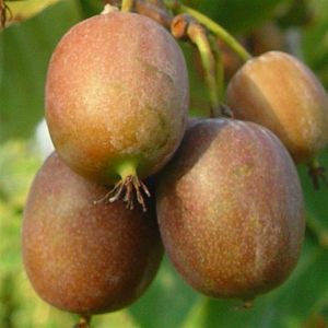 Kiwi - Actinidia arguta Issai  17 cm pot